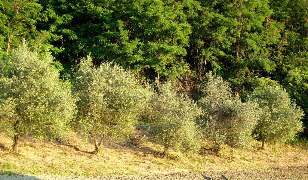 Casa Dell' Abbondanza B&B Agriturismo Vigoleno Екстер'єр фото